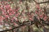 20070217_fuchu_002